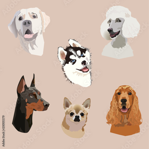 Fototapeta Naklejka Na Ścianę i Meble -  Set of six heads of different dog species: labrador retriever, chihuahua, husky, cocker spaniel, dobermann, pudel