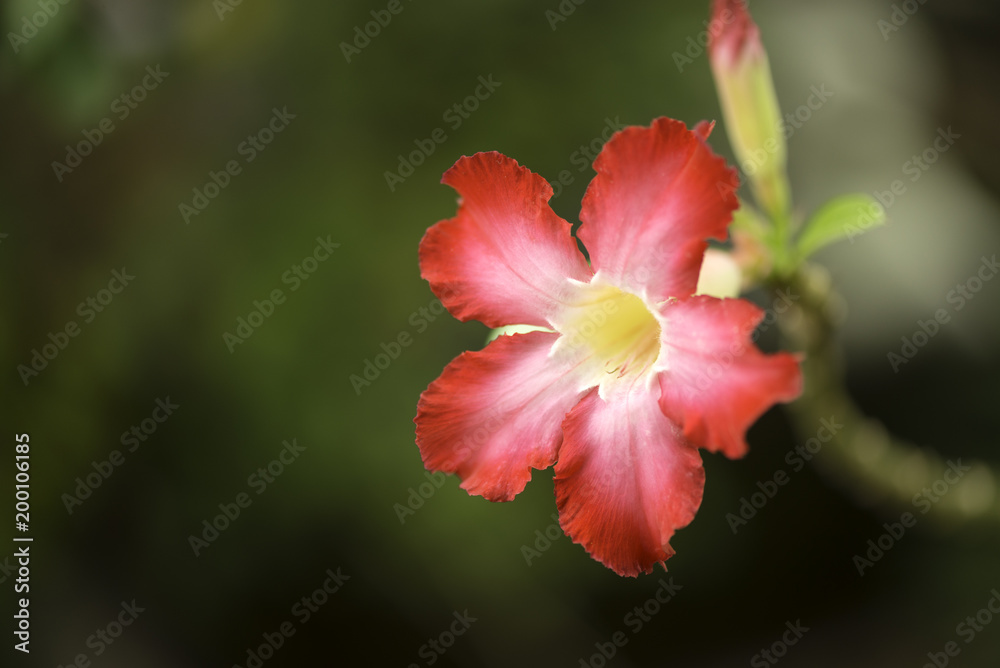 Closeup Red Desert Rose on branch.