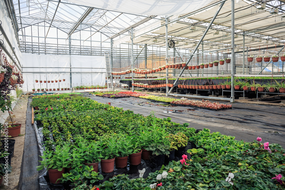 Organic hydroponic ornamental plants cultivation nursery farm. Large modern greenhouse