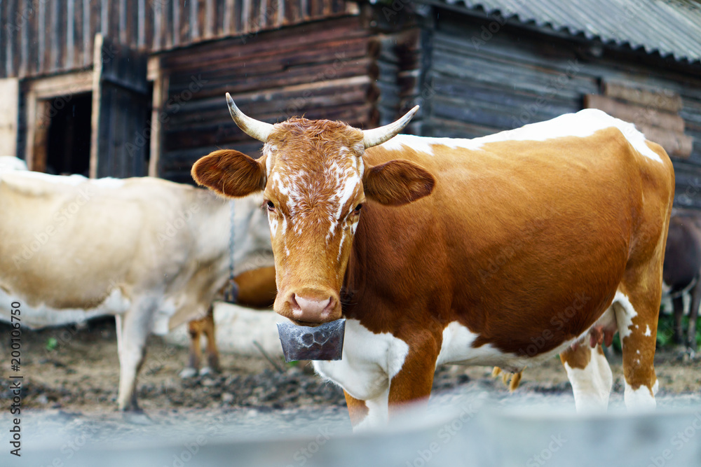 Classic rural farm cowshed. Milking cows. Cows in stable near old wooden rustic shelter. White, red, brown cows in front of mountain landscape. Farming and animal husbandry concept.