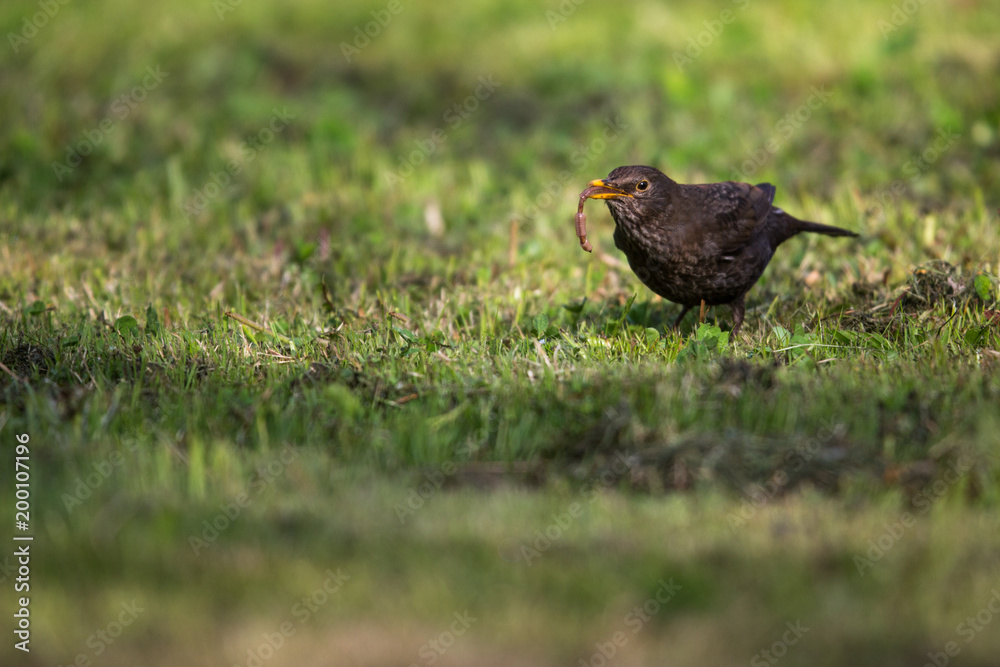 Female Common Blackbird (Turdus merula) eating a worm Female Common Blackbird (Turdus merula) eating a worm