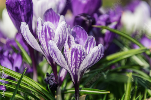weiß lila Krokusse beleuchtet die Frühlingssonne