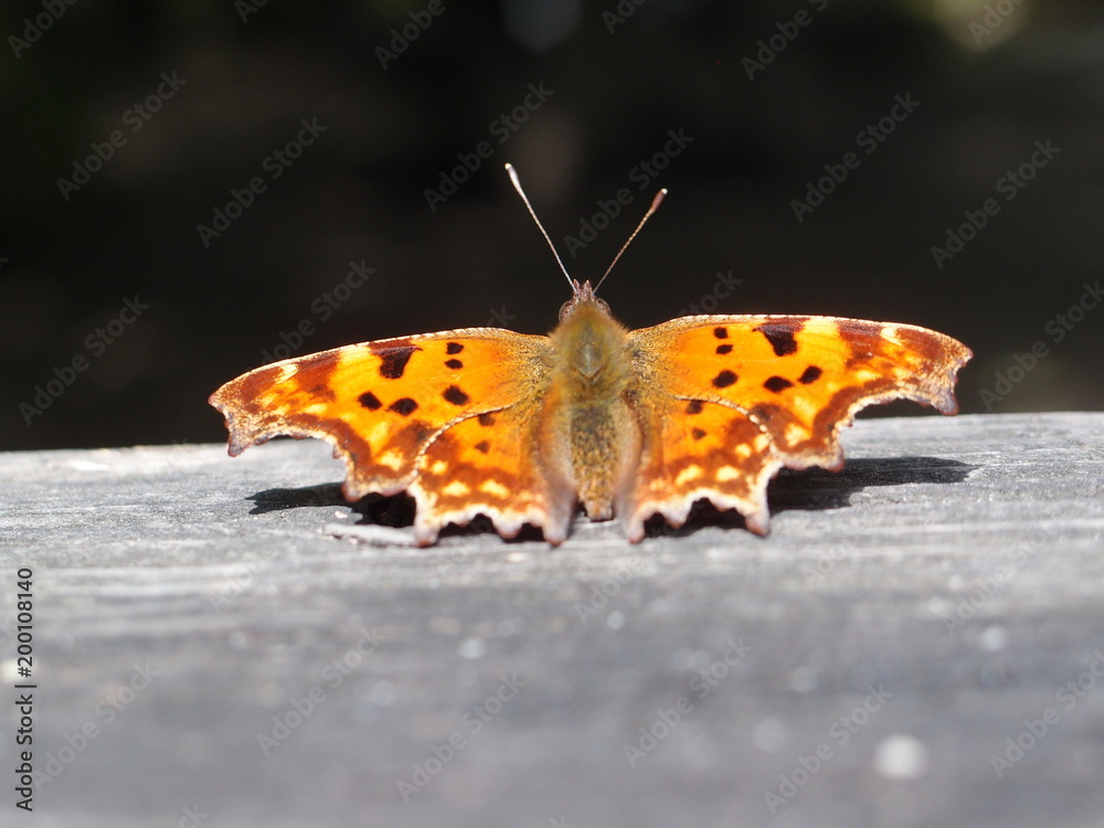 Obraz premium OLYMPUS DIGITAL CAMERA