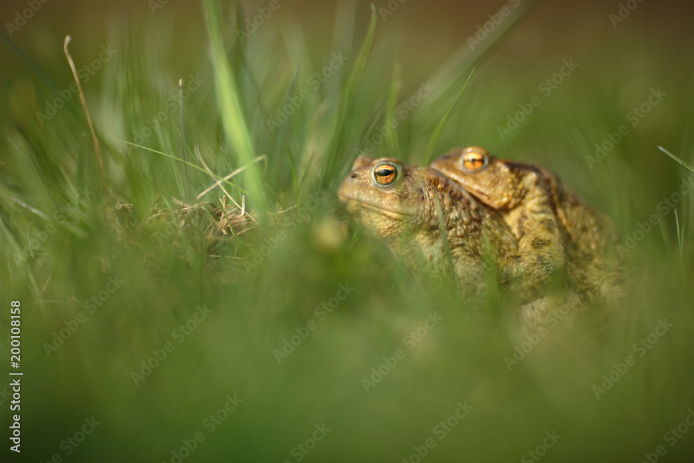 Closeup of two frogs in the mating season Closeup of two frogs in the mating season