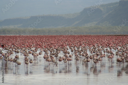 Lake Nakuru flamingoes