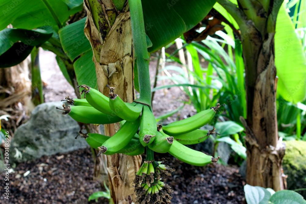 Bananas on a banana tree, green bananas on a tree, bananatree Bananas on a banana tree, green bananas on a tree, bananatree