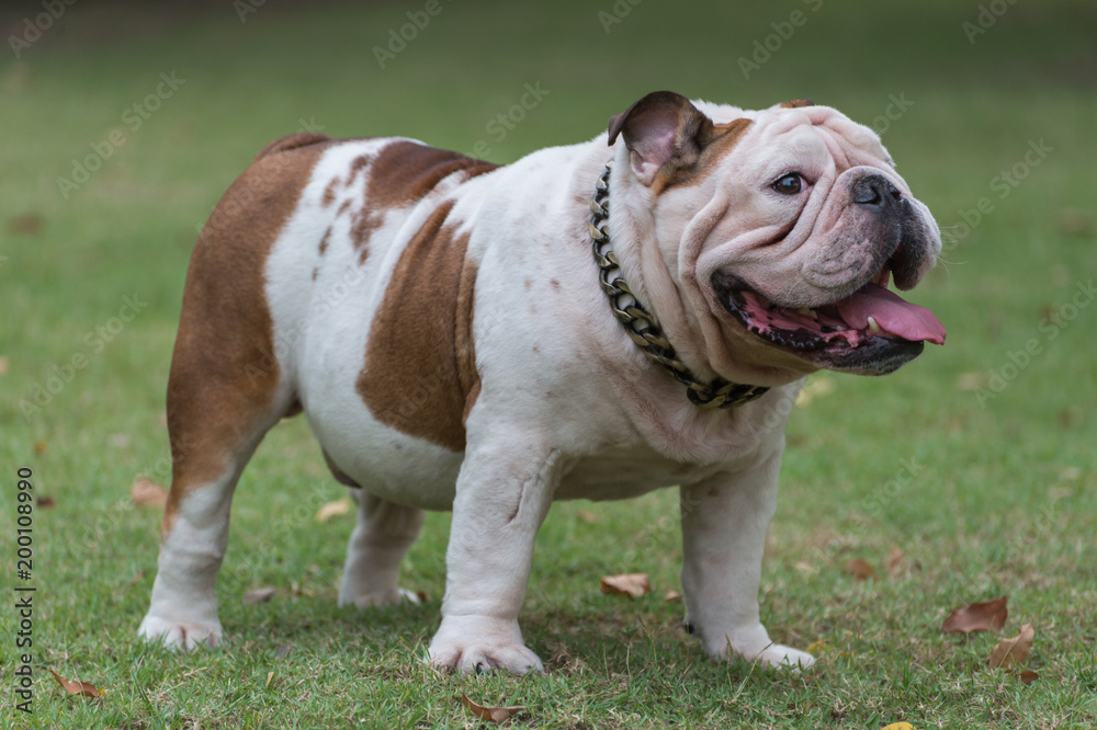 white english bulldog standing on the grass and show fat body in the park