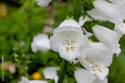 Fototapeta Naklejka Na Ścianę i Meble -  Bellflower white blossom, beautiful flower plant in a garden