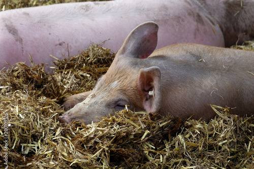 Sunbathin pig, Germany photo