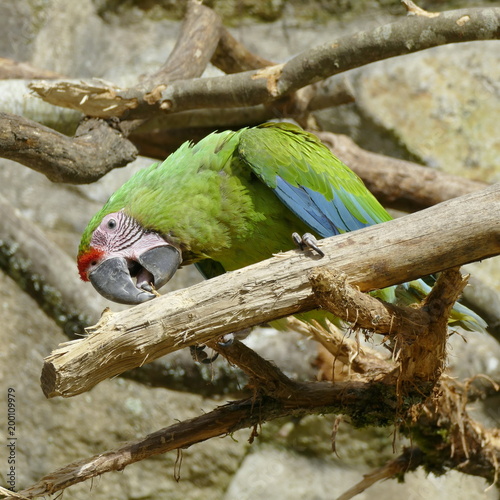 Grand ara vert (de Buffon) croquant sa branche