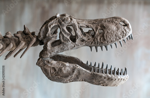Tyrannosaurus rex skull. Close up of Giant Dinosaur : T-rex skeleton..