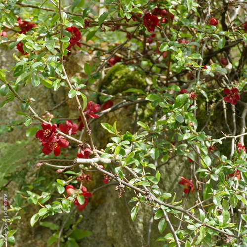 Bourgeons rouges