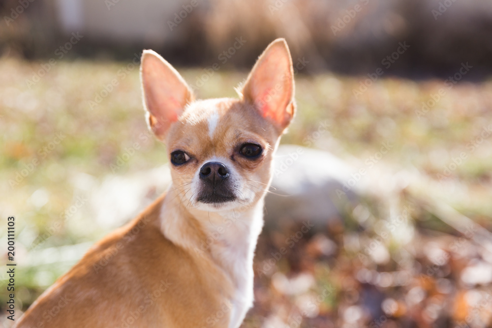 Young Chihuahua with Ears Perked