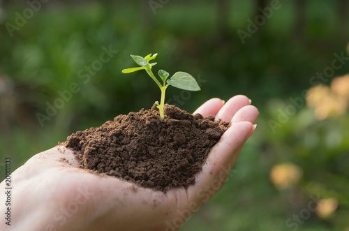 Human hands holding green small plant life concept. Ecology concept.