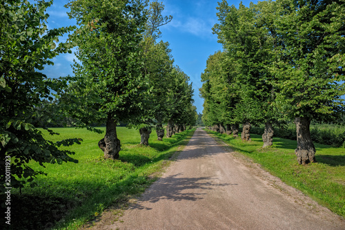 Country road lined with trees.