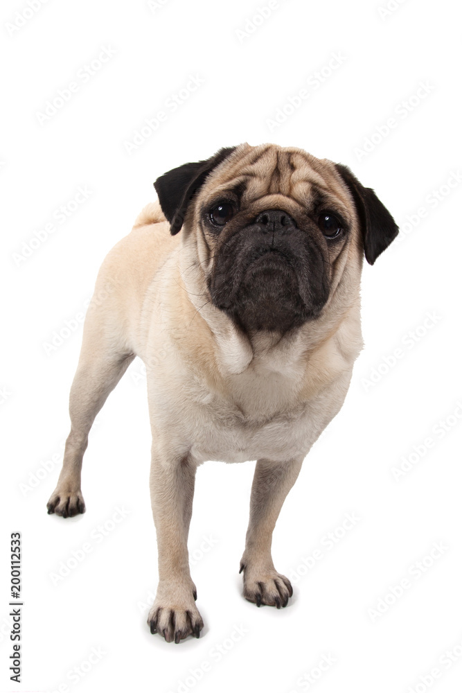 pure breed dog pedigreed pug face