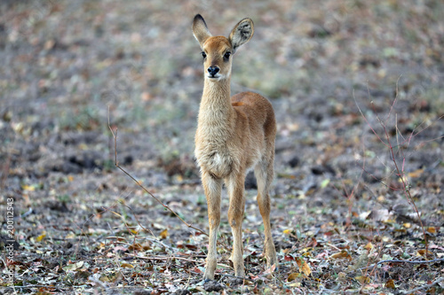 Baby Puku antelope