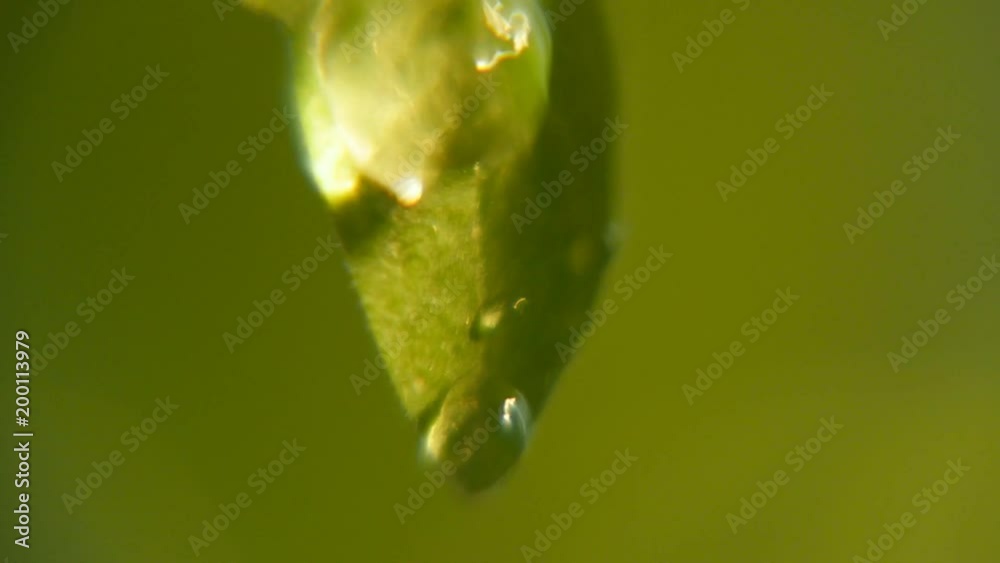 A cheery macro of brilliant rainy beads rolling quickly on a swaying green leave of some park plant on a sunny day in spring A cheery macro of brilliant rainy beads rolling quickly on a swaying green leave of some park plant on a sunny day in spring