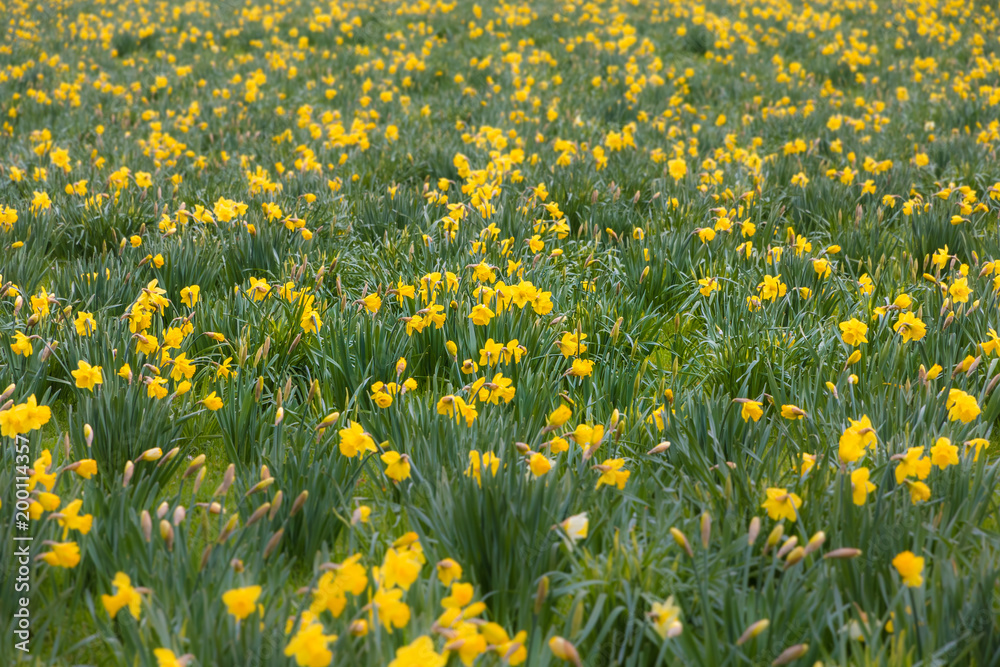 Fototapeta premium A field full of yellow narcissus flowers in spring. The focus is on the middle range. The flowers in the front and in the background are intentionally blur. Taken in April in Germany.
