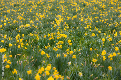 A field full of yellow narcissus flowers in spring. The focus is on the middle range. The flowers in the front and in the background are intentionally blur. Taken in April in Germany.