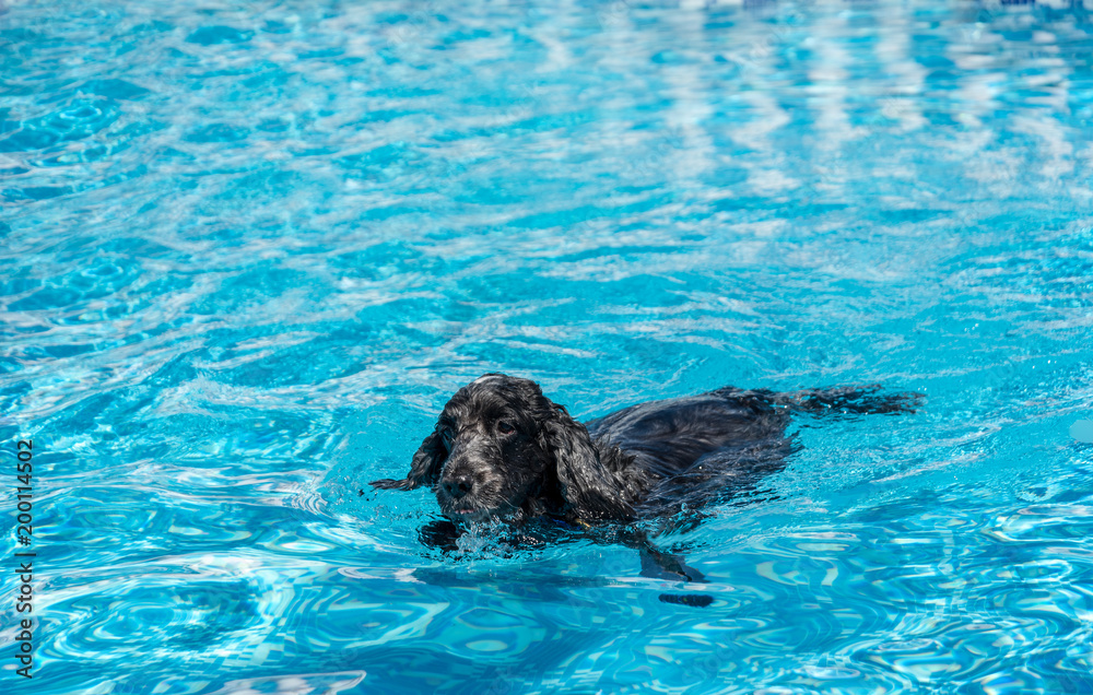 Fototapeta premium cocker