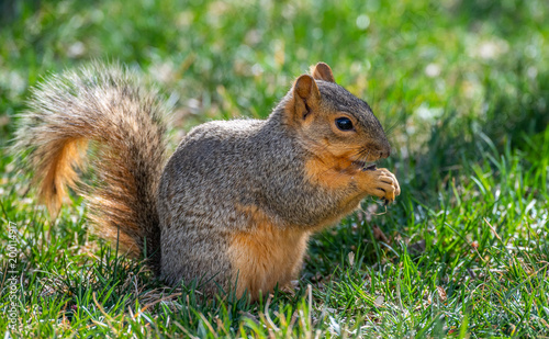 A Fox Squirrel Foraging for Food in a Suburban Yard
