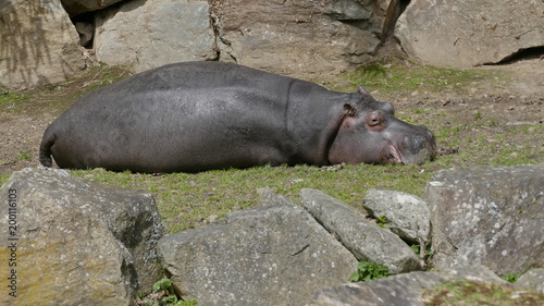 La sieste de l'hippopotame