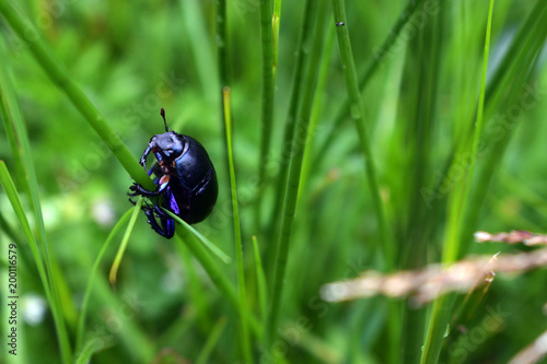 Dor Beetle climbing up a blade of grass
