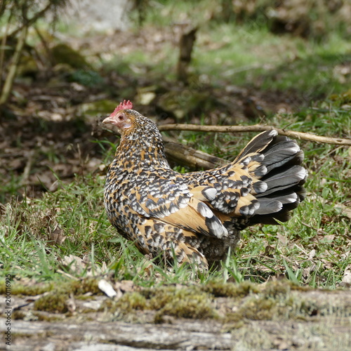 Une poule en promenade