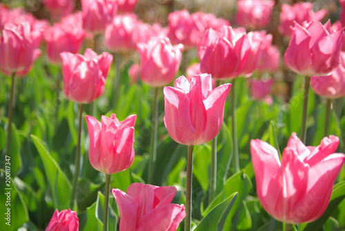 Tulipes roses au printemps