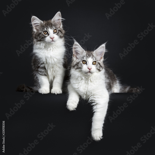  Duo of two black and brown tabby with white Maine Coon kittens isolated on black background, one sitting  and one laying down with one paw hanging over edge, both looking beside camera © Nynke