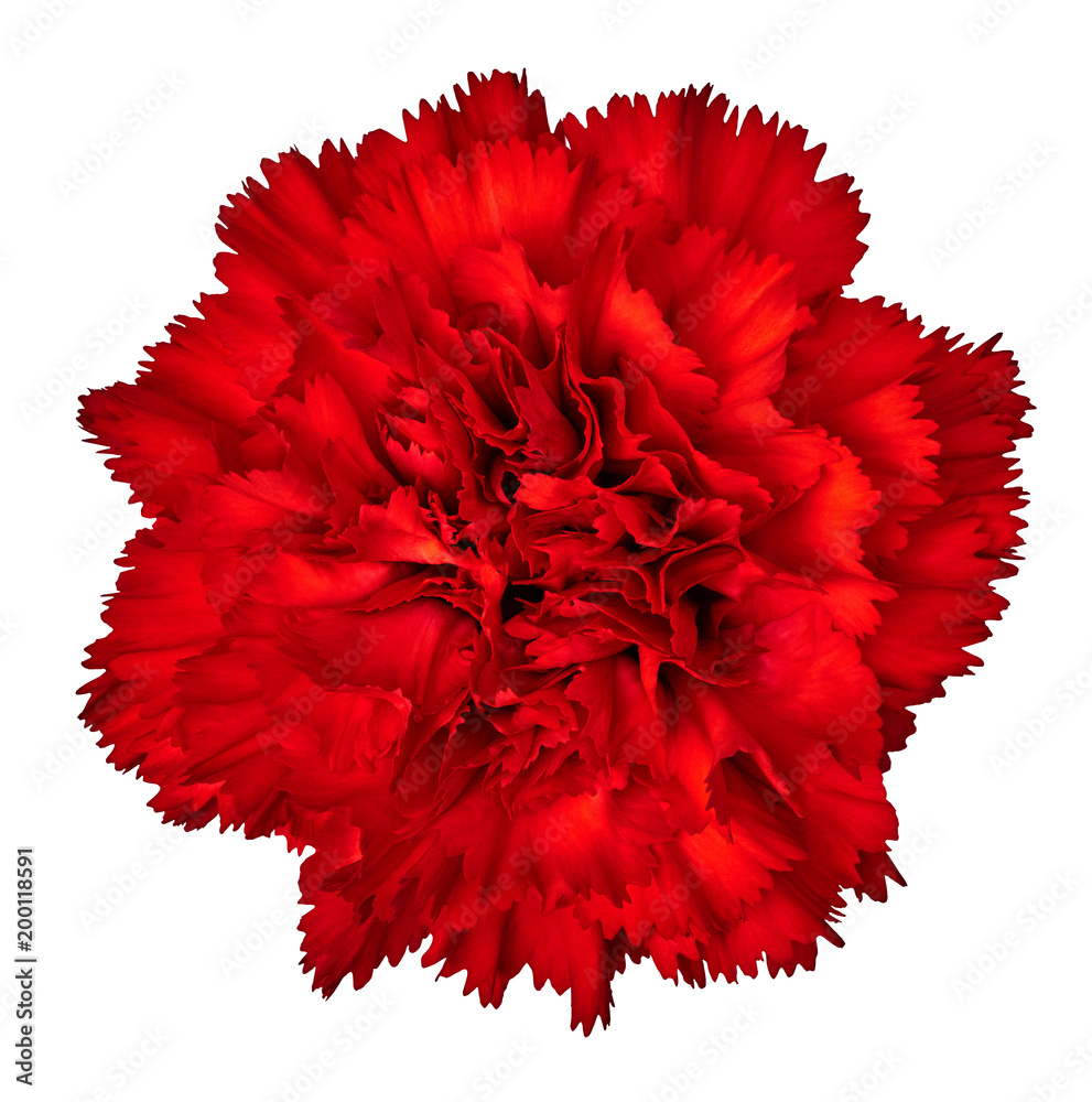 Red carnation flower isolated on white background. Close-up. Element of design. Red carnation flower isolated on white background. Close-up. Element of design.