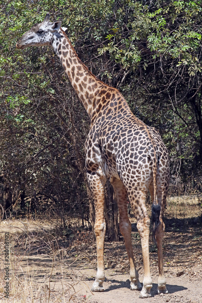 A Thornicroft's Giraffe with distinctive patterning A Thornicroft's Giraffe with distinctive patterning