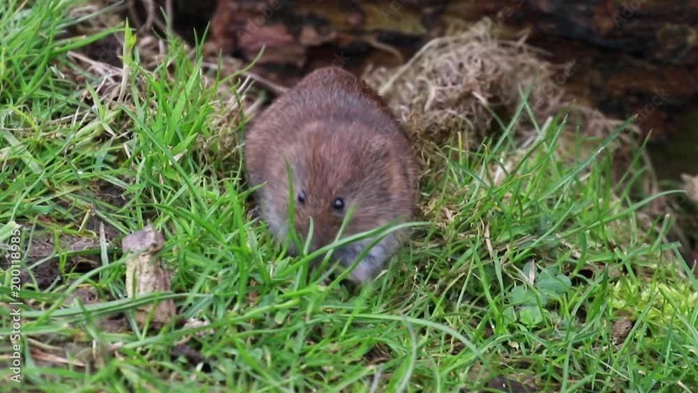 vole, Cricetidae, Rodentia, eating grass besides a log in spring, scotland vole, Cricetidae, Rodentia, eating grass besides a log in spring, scotland