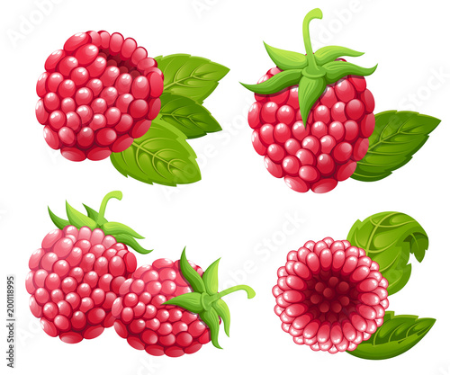 Raspberry set. Vector illustration of raspberry with green leaves. Vector illustration for decorative poster, emblem natural product, farmers market. Website page and mobile app design