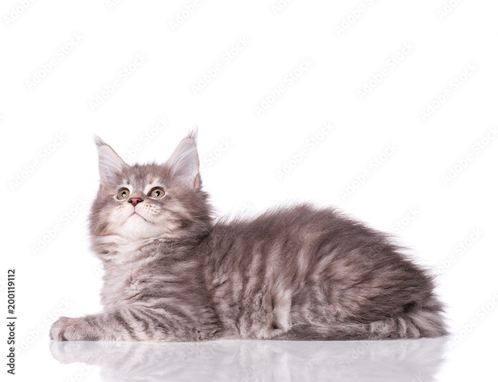 Obraz premium Kociak Maine Coon w wieku 2 miesięcy. Kot na białym tle. Portret piękny domowy szary kotek.
