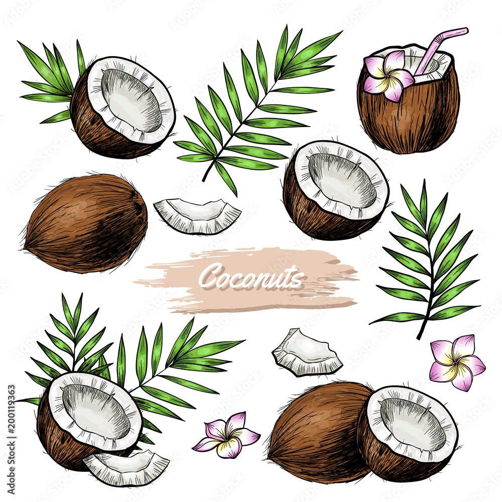 Vector coconut hand drawn sketch with palm leaf.  Sketch vector tropical food illustration. Vintage style - obrazy, fototapety, plakaty 