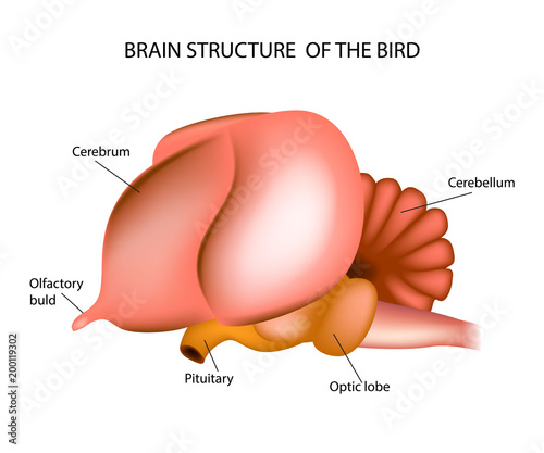 Bird Brain Structure. Anatomy