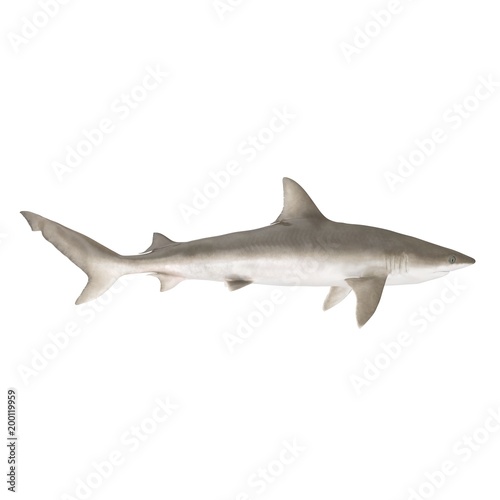 Blacknose Shark on white. Side view. 3D illustration © 2dmolier