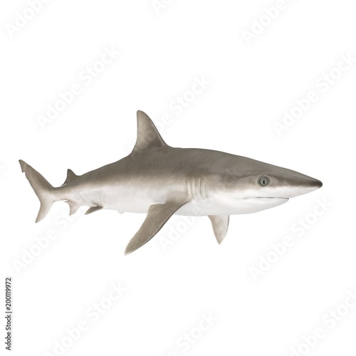 Blacknose Shark on white. 3D illustration © 2dmolier