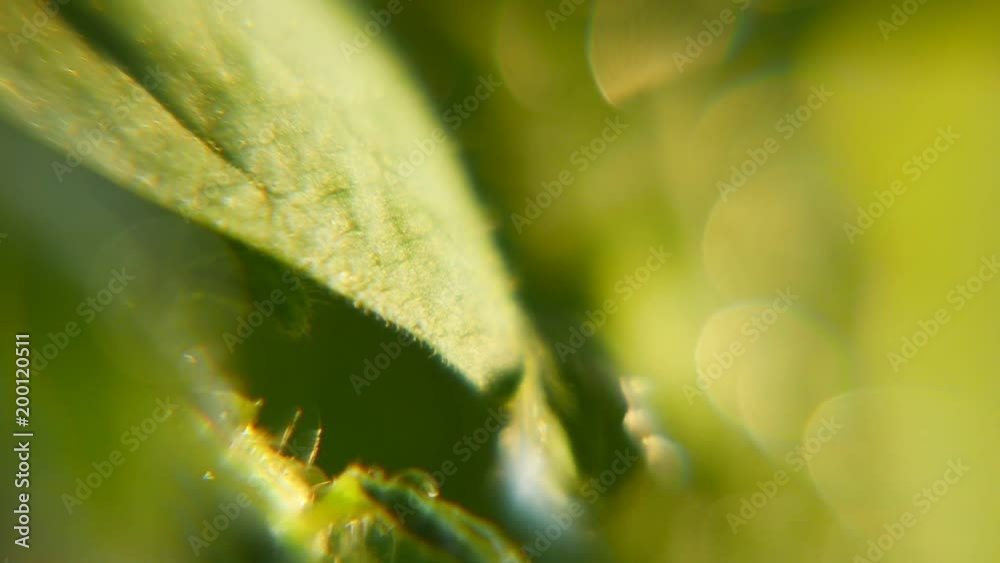 A funny macro of playful blobs falling and rolling on a waving green leave of a garden plant on a sunny day. They are full of energy. A funny macro of playful blobs falling and rolling on a waving green leave of a garden plant on a sunny day. They are full of energy.