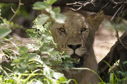 Fototapeta Naklejka Na Ścianę i Meble -  Lionne, Panthera leo, Parc national du Pilanesberg, Afrique du Sud