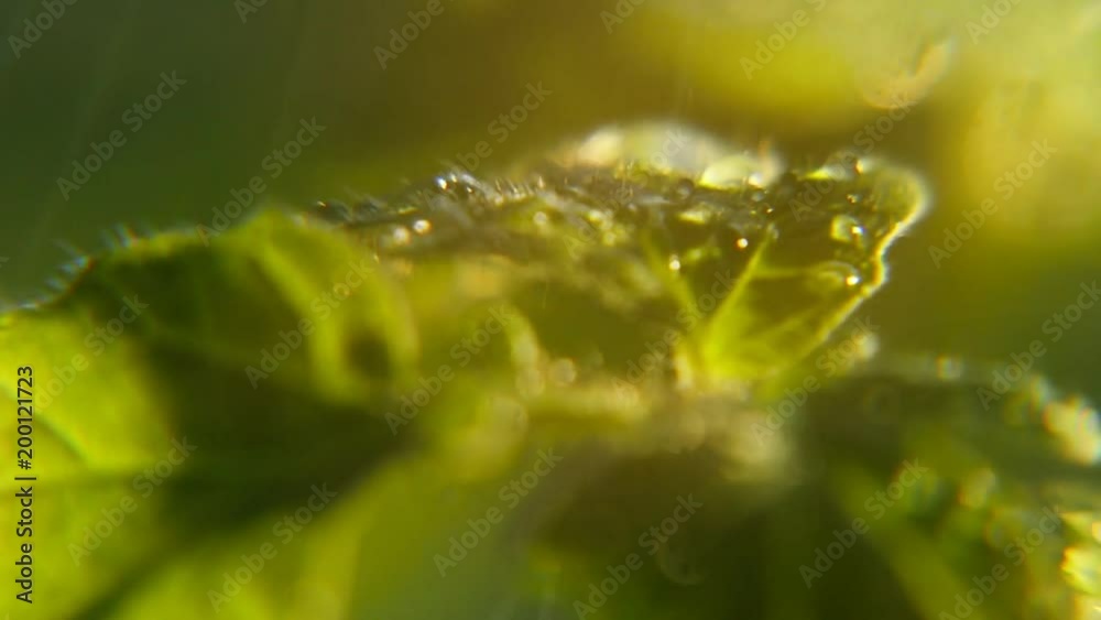 An arty macro of a shower of bright blobs falling on green leaves of some plants in a wild park outdoors on a dark rainy day in spring An arty macro of a shower of bright blobs falling on green leaves of some plants in a wild park outdoors on a dark rainy day in spring