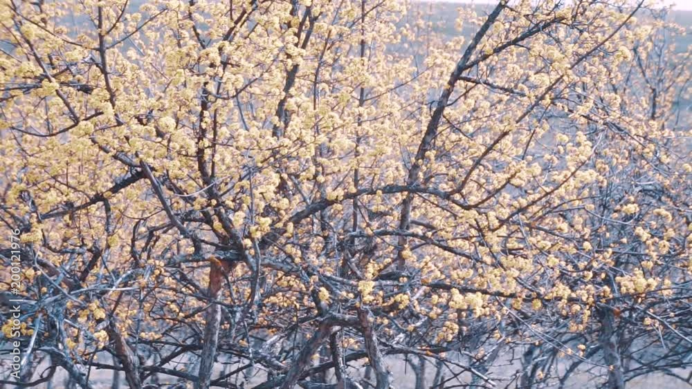 Cornus officinalis tree blossoms are in bloom Cornus officinalis tree blossoms are in bloom