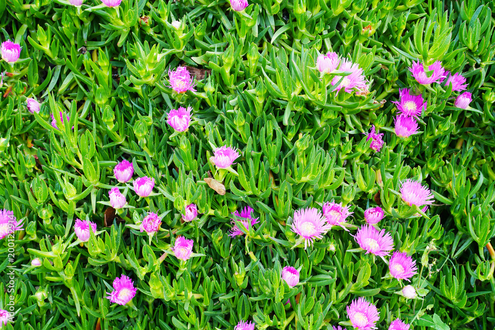 Carpobrotus glaucescens it is a species of flowering plant in the ice plant family Carpobrotus glaucescens it is a species of flowering plant in the ice plant family
