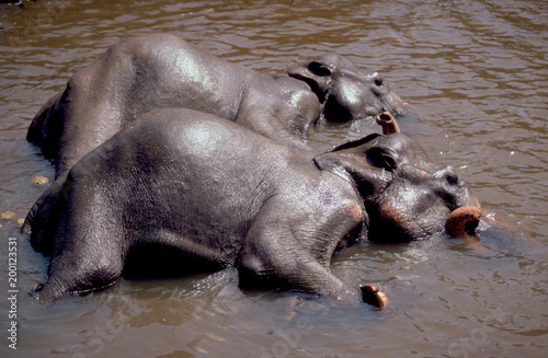 Sri Lanka  Indian Elefants taking a bath in the river at Pinawela Reserve