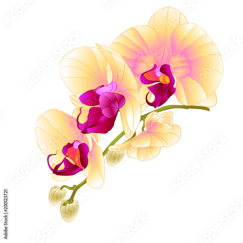 Stem with flowers and  buds beautiful orchid yellow  Phalaenopsis  closeup  on a white background vintage  vector vector illustration editable  hand draw
