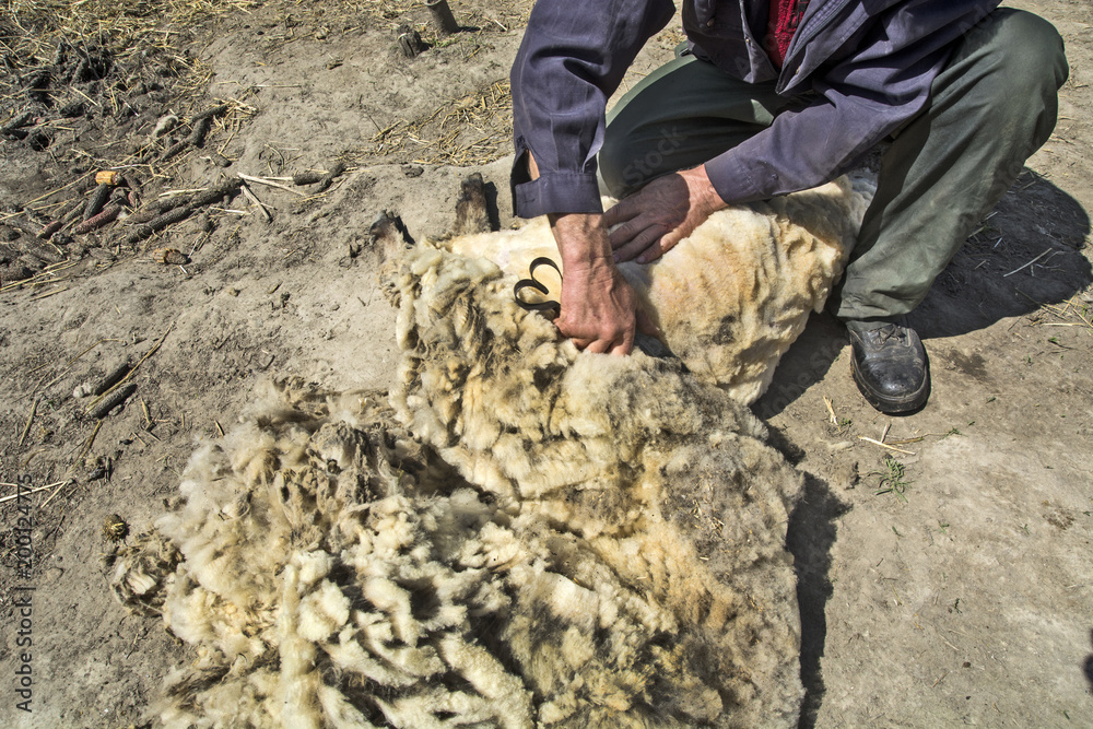 Removing a wool with the sheep Removing a wool with the sheep