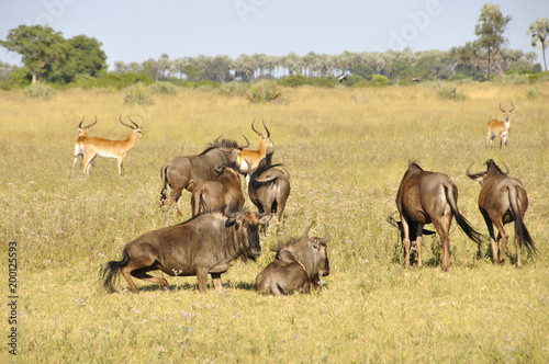 Botswana: Gnus - Wildlife in the Okavango-Delta swamps