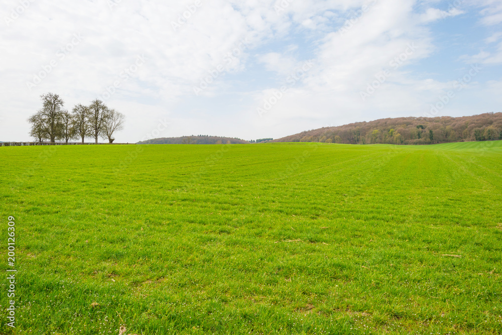Panorama of a green meadow on a hill in sunlight in spring